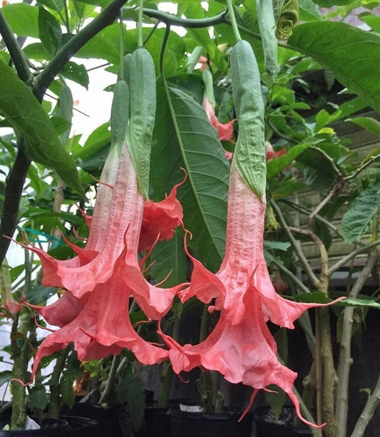 10 Angel Trumpet Seeds - Summer Rose Brugmansia Datura - Flower Seeds for Garden - USA Grown