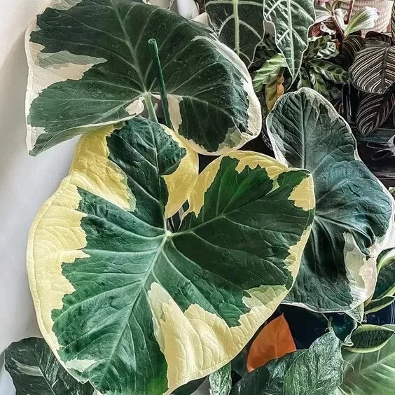 Variegated Colocasia Xanthosoma Live Plant 6-15" - Elephant Ear Variegated - No Pot