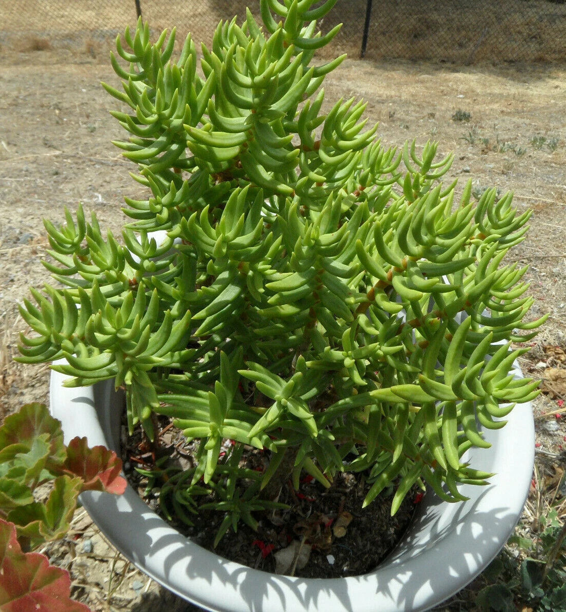 Crassula Tetragona Mini Pine Tree Succulent Cuttings Lot of 5, 5-6" Freshly Cut Decorative Plants