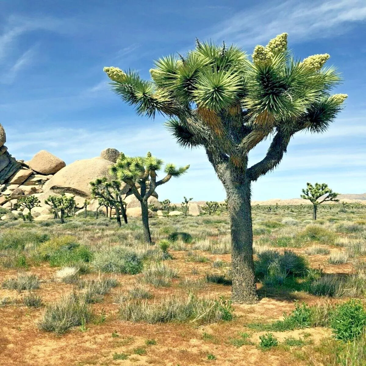 Joshua Tree Seeds - Largest Yucca Plant Variety - Rare Cacti Succulent - Yucca brevifolia