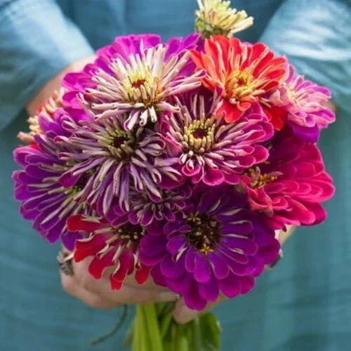 Zinnia Seeds Mix - 100+ Meteor Shower Variety - Ideal for Garden Planting - USA Grown