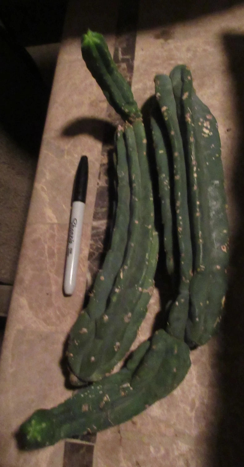 Cereus Monstrose Cactus Cuttings - 2 Long Stem Cuts - Unique Columnar Succulent - Ideal for Indoor & Outdoor Gardens