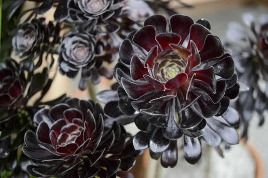 Black Rose Aeonium Cuttings - Zwartkop Schwarzkopf Succulent Rosette with Stem - Perfect for Propagation and Gardening