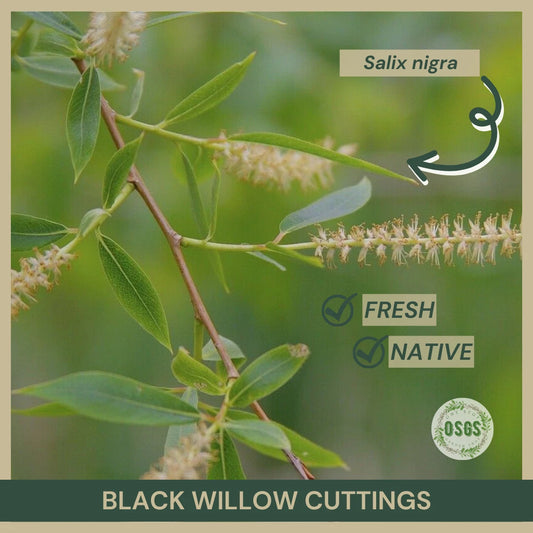 Black Willow Cuttings 18" Fresh Salix nigra Native Plant Cuttings for Propagation