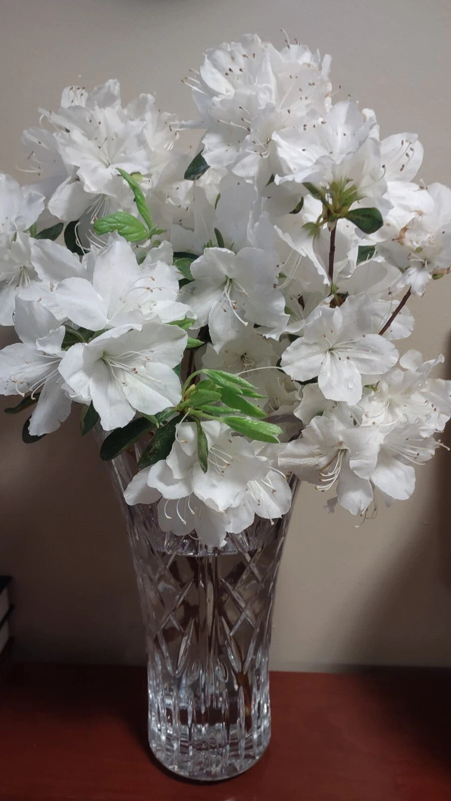 Crape Myrtle Cuttings 5-7" White Bloom Fresh Unrooted Lagerstroemia Indica 20+ Pack