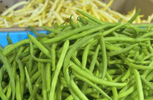 Jade Green Bean Seeds - 50 Hairless Green Bean Seeds for Planting - Phaseolus vulgaris