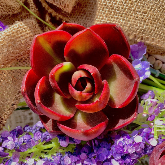 Live Succulent Plant, Bare Root, 'Red Light' Variety, Perfect for Office, Wedding, or Home Decor, Echeveria spp.