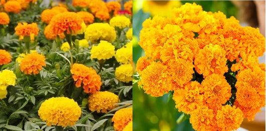 Marigold Seeds Bulk Pack - African Landscape Variety, 1000+ Pure Non-GMO Seeds for Gardening (Tagetes erecta)