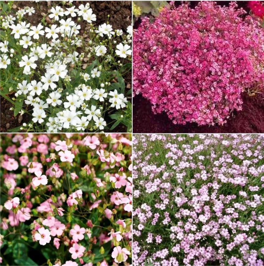 Baby's Breath Seeds - Mixed Colors - Non-GMO Heirloom - 1000+ Seeds - Pollinator-Friendly Flowers (Gypsophila)