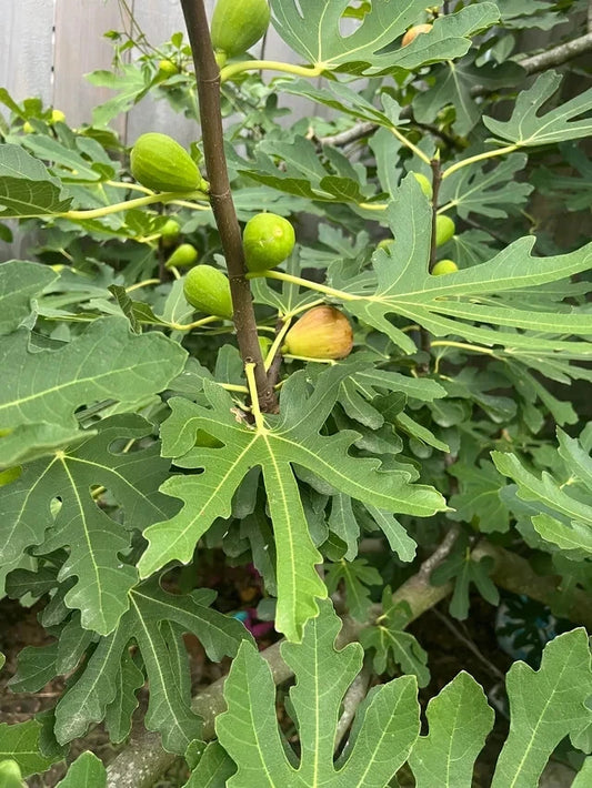Brunswick Fig Cuttings - 2 Pack - Rooting Cuttings with Willow Water - Ficus carica