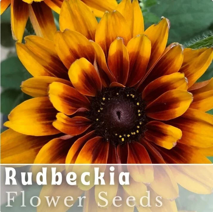 Rudbeckia Seeds - Rustic Tangerine - 125+ Annual Flower Seeds for Garden - Black-Eyed Susan (Rudbeckia hirta)