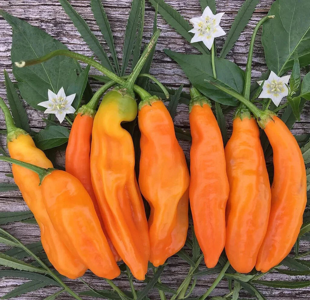 Aji Amarillo Pepper Seeds - 25+ Pack for Spicy Garden Planting - Capsicum baccatum - USA - Free Shipping