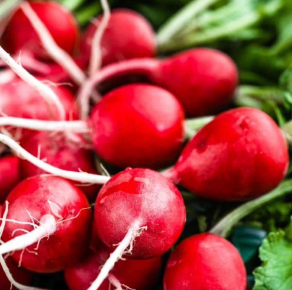 Cherry Belle Radish Seeds - NON-GMO, 1000 Seeds, Fast-Growing, Heirloom Variety, Raphanus sativus