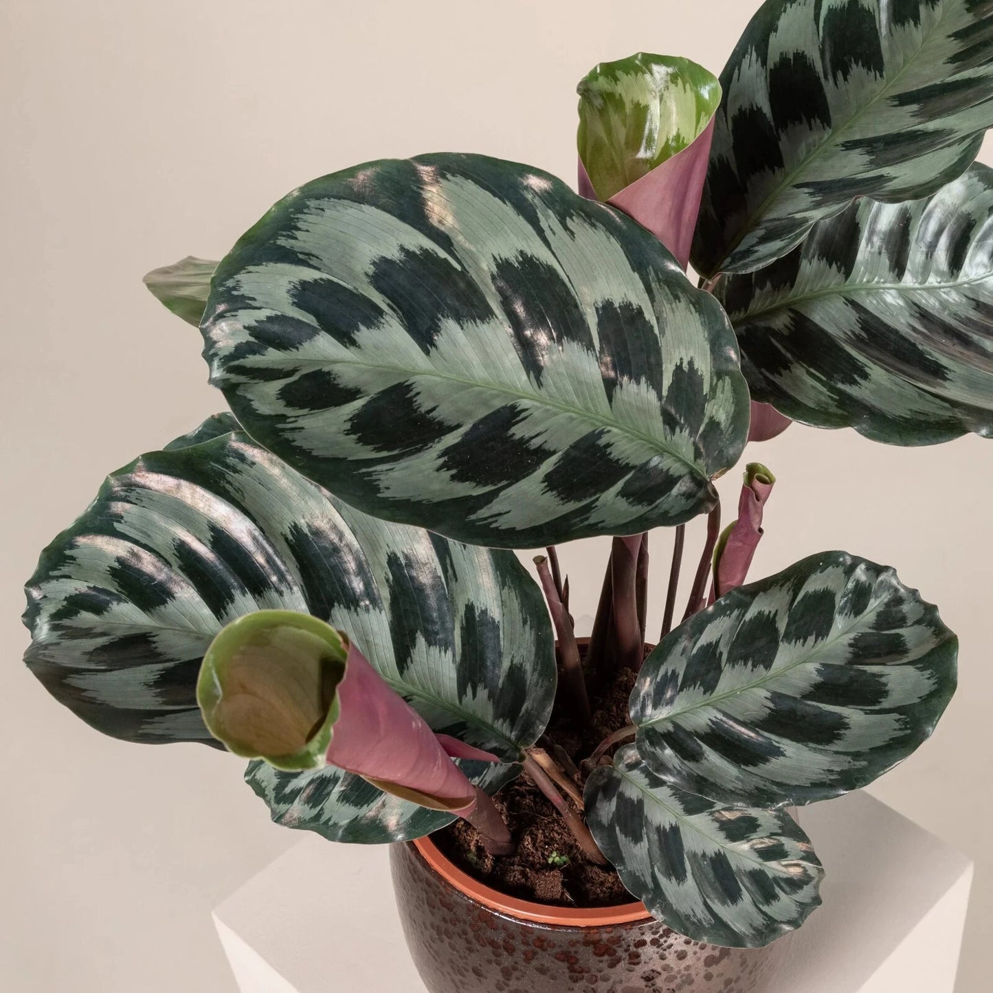 Calathea Seeds - 25+ Helen Kennedy Variety for Garden Planting - Free Shipping - USA