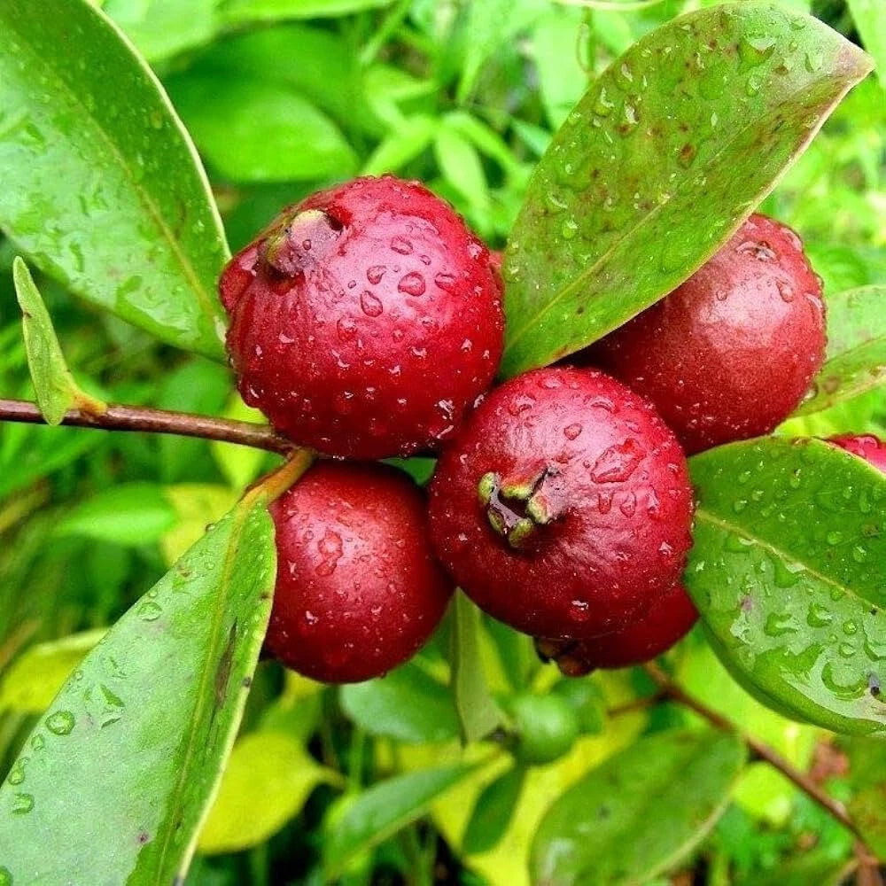 50+ Red Indian Cherry Guava Seeds for Garden Planting - Psidium guajava - USA - Non-GMO, Organic, Free Shipping