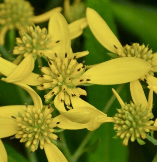 8 Wingstem Bare Root Live Plants - Organic Yellow Native Wildflower (Verbesina alternifolia)