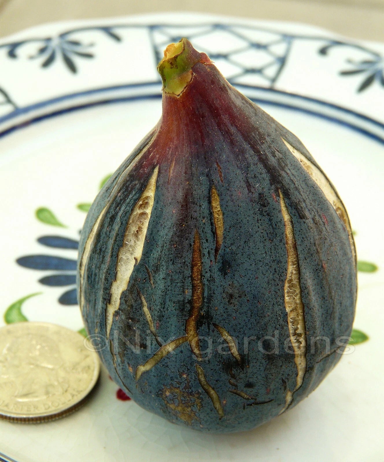 Heirloom Fig Tree Cuttings - Lebanese Black/Purple Variety - Vigorous & Prolific Ficus carica