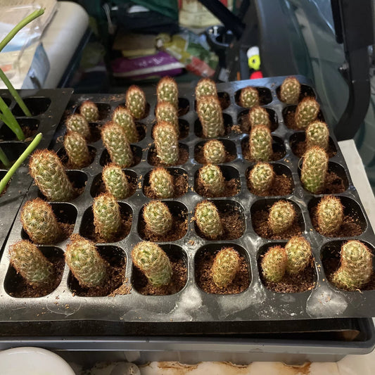 Mammillaria Gracilis Fragilis Cactus, 2" Pot, Thimble Cactus, White Spines, Indoor/Outdoor, Winter Hardy to 25°F