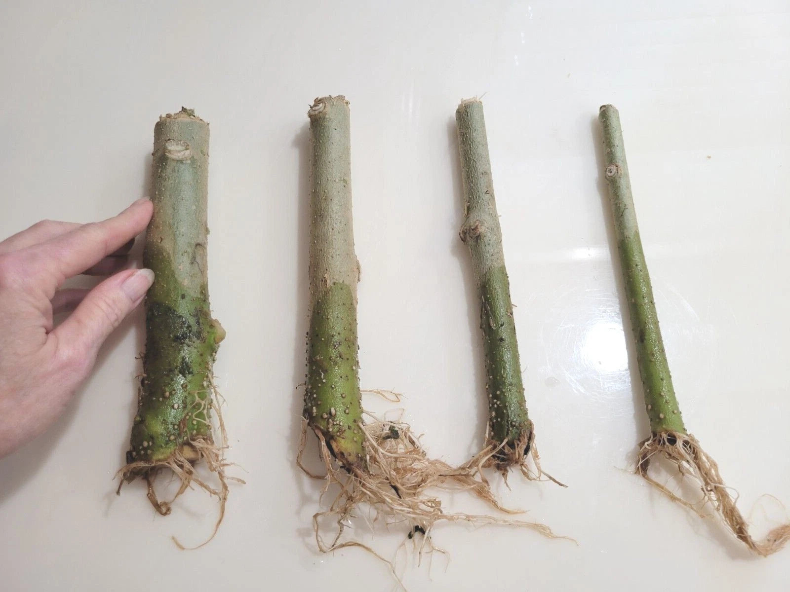 Rooted 7" Angel Trumpet Cuttings - Brugmansia - Choose Yellow, Pink, or White