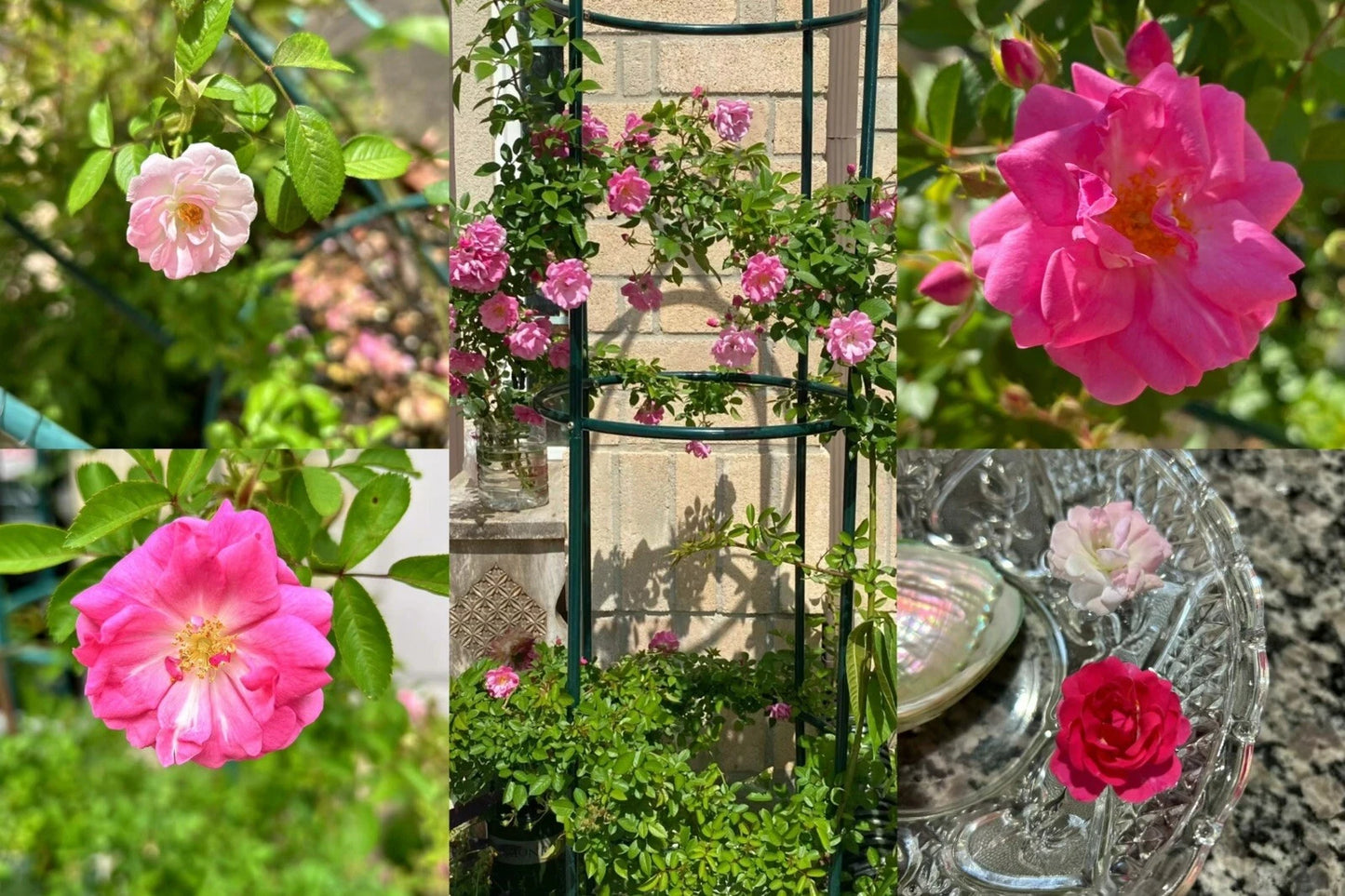 Peggy Martin Thornless Rose Cuttings - 10 Healthy Stem Cuttings - Rosa 'Peggy Martin' - Ideal for Gardens and Landscapes