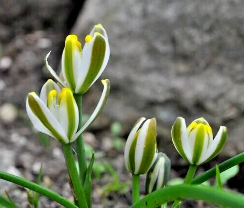 Succulent Albuca Humilis Bulbs 2" Pot Green White Blooms - Albuca humilis