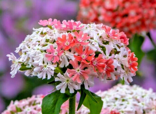 Lychnis Seeds - 100 Seeds - Pink and White - Rare Color, Lychnis chalcedonia - Beautiful Garden Flowers