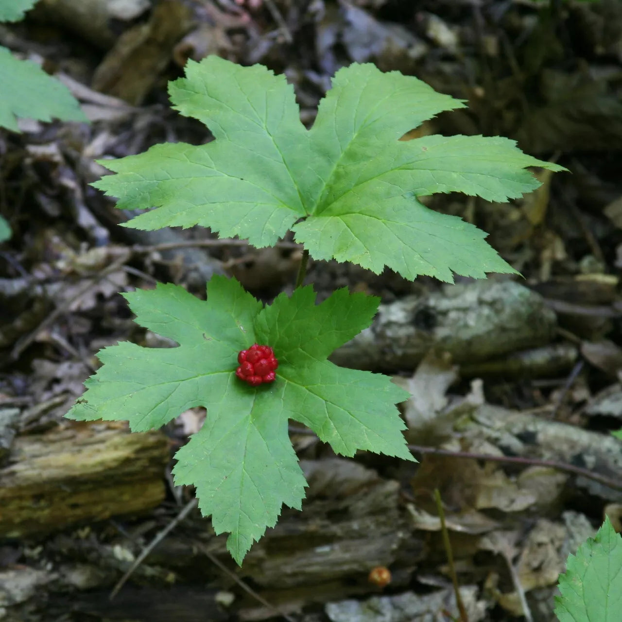 Goldenseal Yellow Roots 20ct Bare Root Hydrastis canadensis Wild Fresh