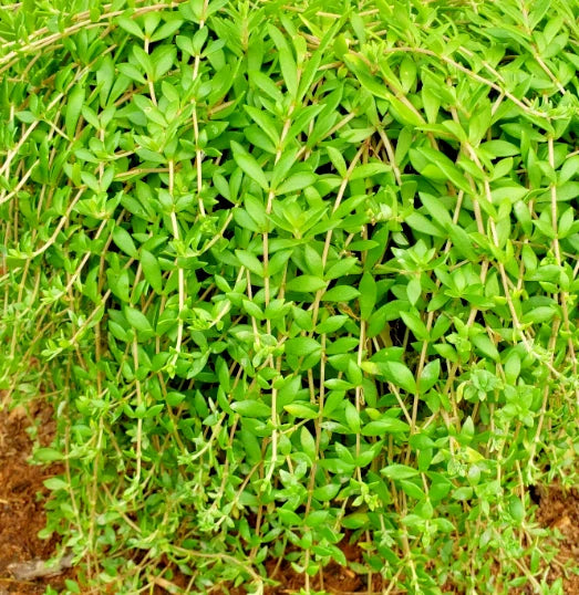 50 Live Sedum Sarmentosum Cuttings - Fast Growing Creeping Perennial Ground Cover Plants