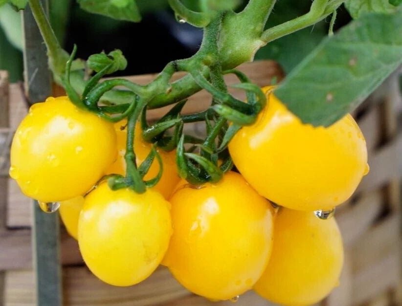 Organic Sunshine Cherry Tomato Seeds - 20 Fresh Harvested Seeds - Solanum lycopersicum
