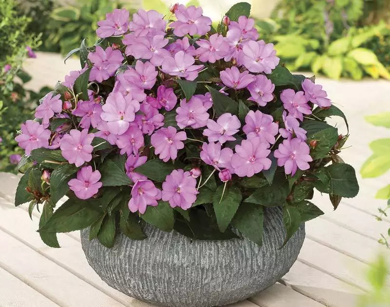 Busy Lizzy Seeds, 100 Count, Impatiens Sun & Shade, Sea Shell GL, Non-GMO