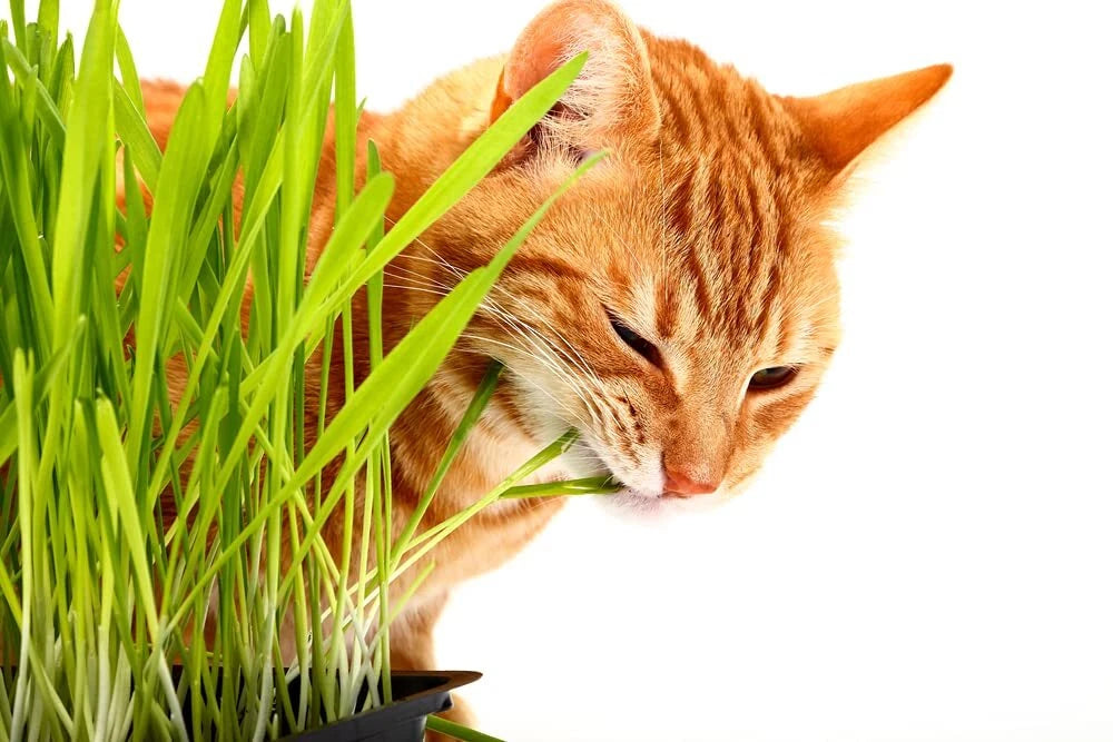 Cat Grass Seeds - 1,000 Seeds - Nutritious Treat for Cats - Barley Grass (Hordeum vulgare)