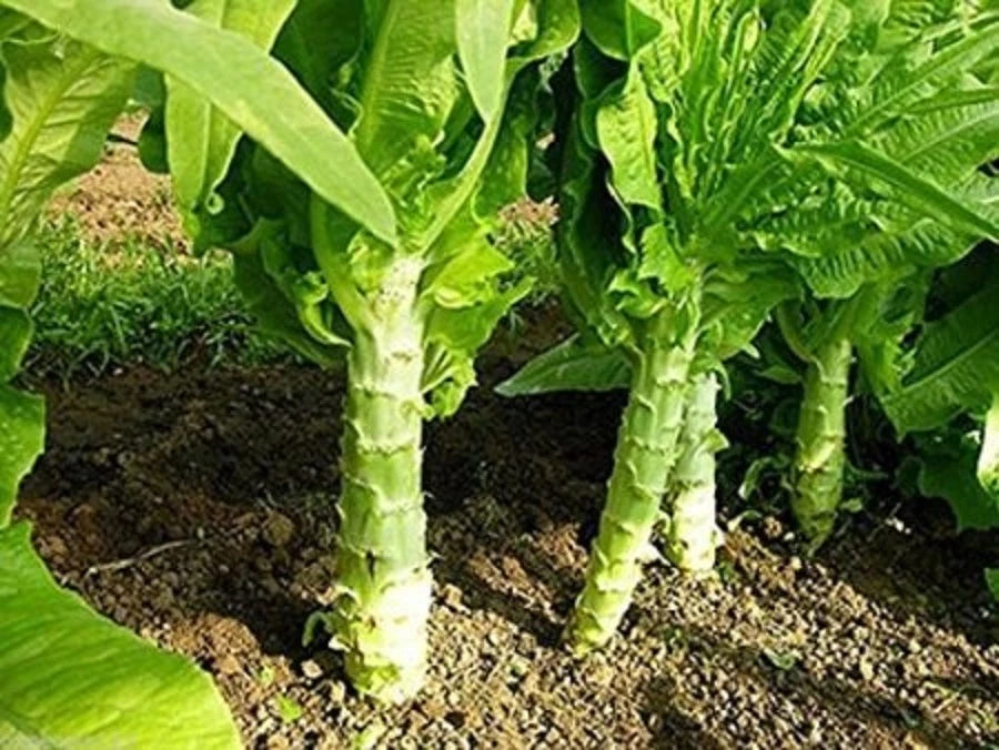 Chinese Lettuce Seeds - 100+ Big Stem Asparagus Celery Lettuce Woju Wosum - High Germination Rate