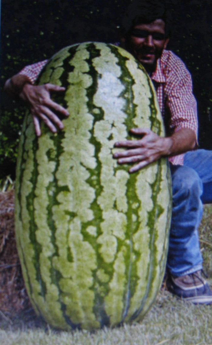 Competition Watermelon Seeds - 5 Pack - Cross Hybrid, Medicinal, Antioxidant, Lycopene Rich, Citrullus lanatus