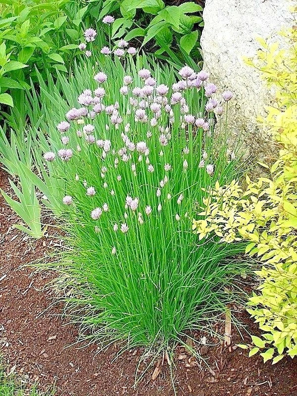 Chives Seeds 401+ Herb Green Onion Vegetable for Garden Patio Container Allium schoenoprasum