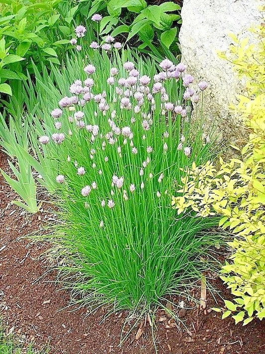 Chives Seeds 401+ Herb Green Onion Vegetable for Garden Patio Container Allium schoenoprasum