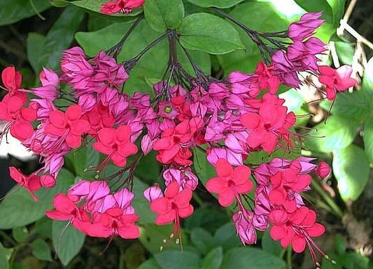 Bleeding Heart Starter Plant - Java Red - Clerodendrum Delectum - Red & Purple