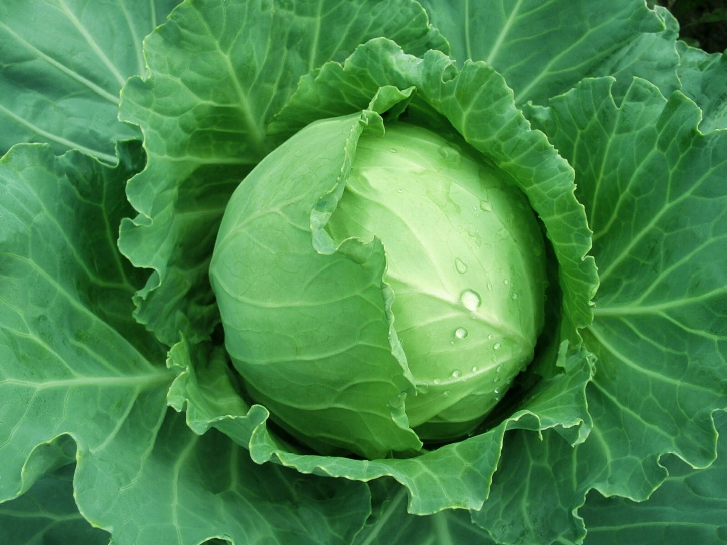 Brunswick Cabbage Seeds 300+ Non-GMO Danish Ballhead Vegetable Seeds - Brassica oleracea