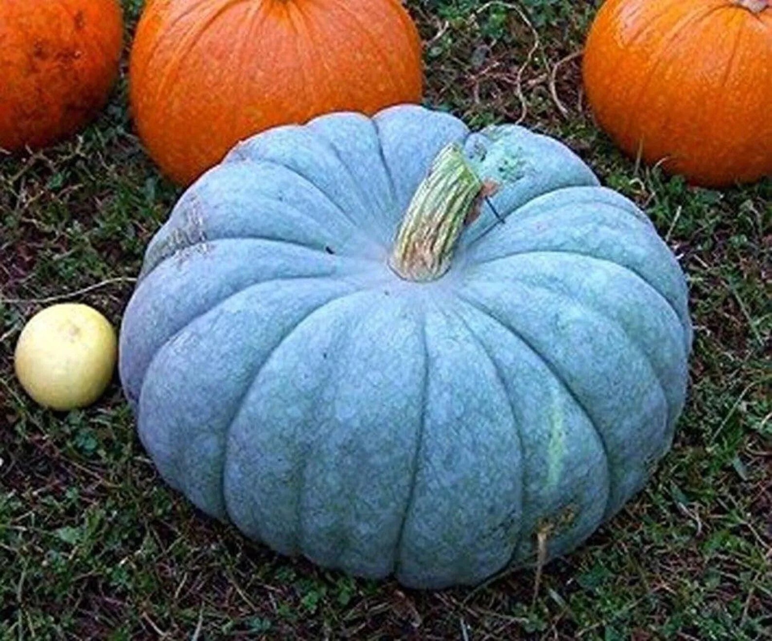 Blue Pumpkin Squash Seeds - 30+ Seeds - Blue Moon Variety - Cucurbita maxima