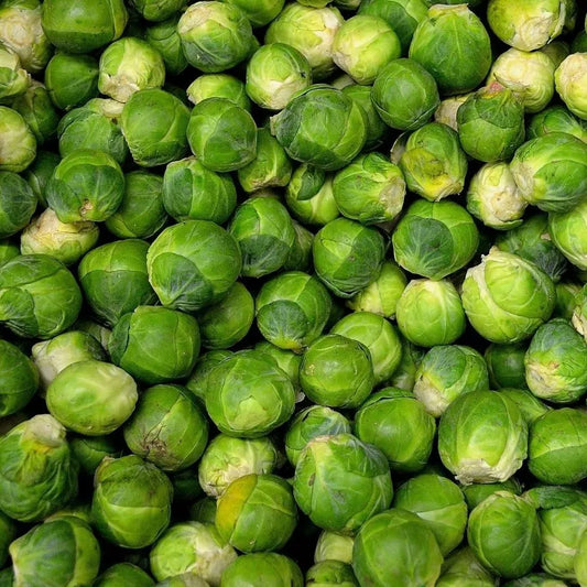 Brussel Sprouts Seeds 300+ Non-GMO Heirloom Long Island Variety, Organic Vegetable Gardening