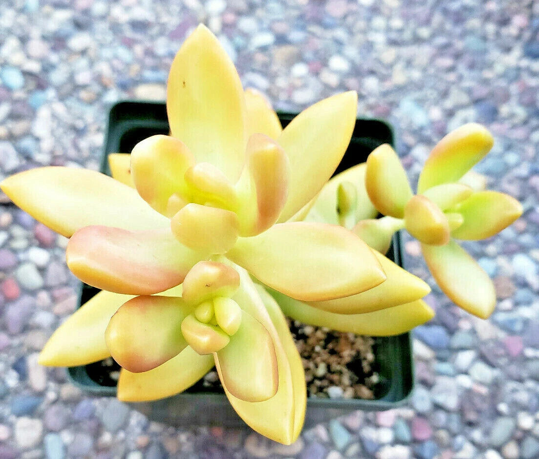 Sedum Adolphii "Golden Glow" - 2" Diameter Rooted Plants - Golden Sedum - Succulent Variety