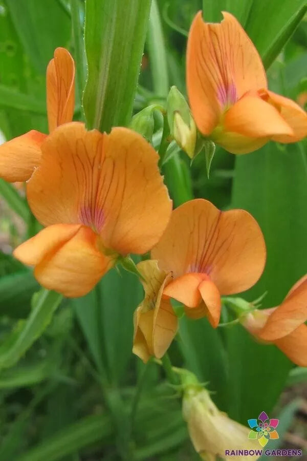Annual Sweet Pea Seeds - 50+ Lathyrus annuus 'Mrs R. Penney' - Fragrant Flowering Seeds for Garden Planting