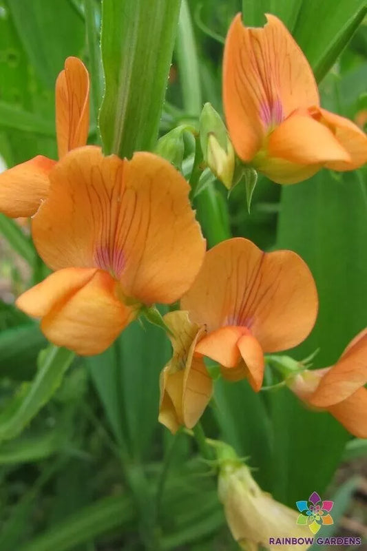 Annual Sweet Pea Seeds - 50+ Lathyrus annuus 'Mrs R. Penney' - Fragrant Flowering Seeds for Garden Planting