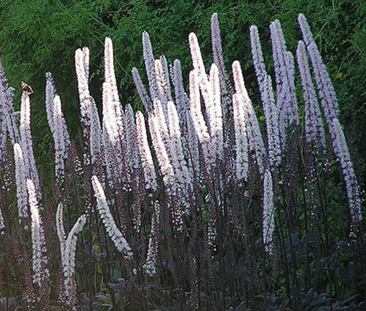 Cimicifuga Ramosa Atropurpurea Bugbane Seeds - 10 Perennial Seeds for Shade Gardens, Dark Purple Foliage