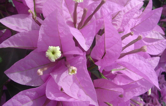 Bougainvillea Plug Plant - Silhouette Variety - Well Rooted - Ships Bare Root - Tropical Flowering Plant
