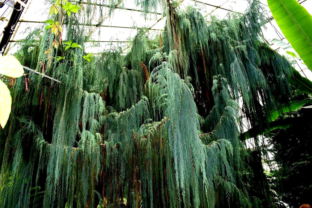 Kashmir Bhutan Weeping Cypress Tree Seeds - Blue Evergreen (Cupressus Cashmeriana)