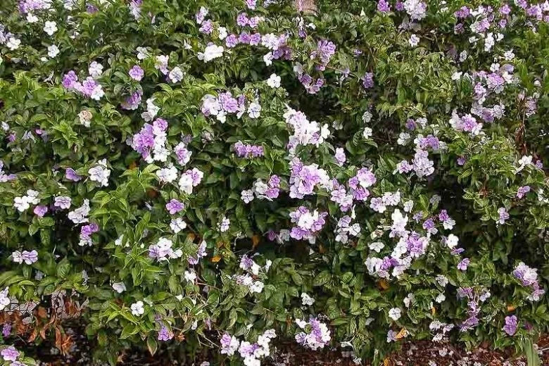 Brunfelsia grandiflora Cutting - Authentic Chiric Sanango Plant - Rare Tropical Variety for Gardening or Landscaping