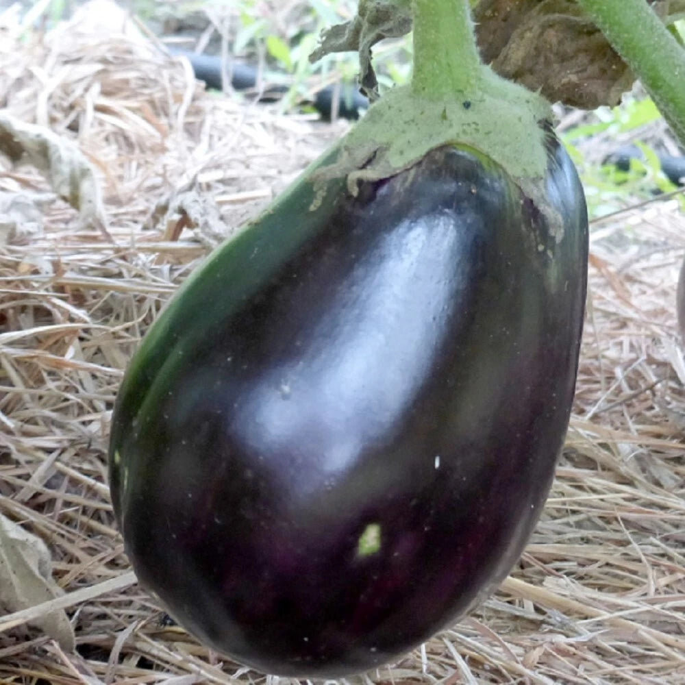 Black Beauty Eggplant Seeds | NON-GMO Heirloom Seeds | Organic Vegetable Garden | Solanum melongena