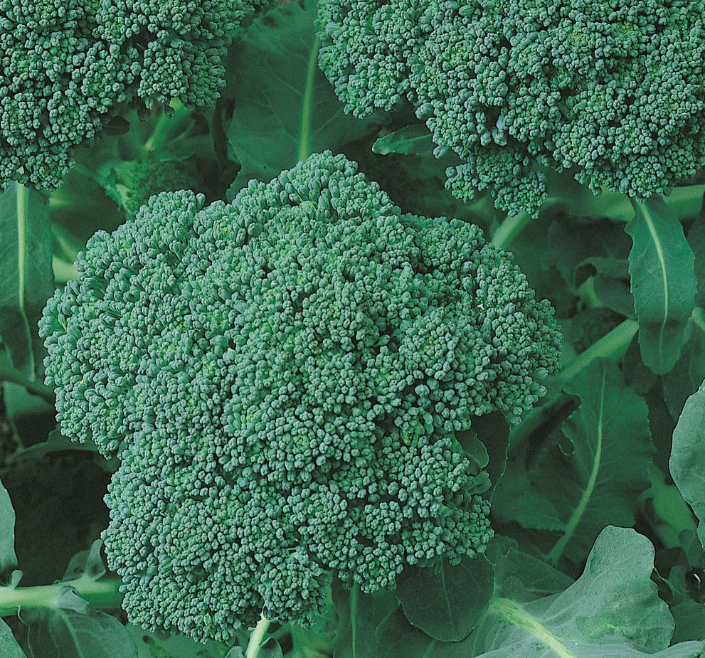 Broccoli Seeds 500+ Green Sprouting Calabrese Brassica oleracea - Garden Vegetables, Heirloom Variety