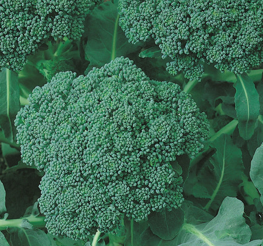 Broccoli Seeds 500+ Green Sprouting Calabrese Brassica oleracea - Garden Vegetables, Heirloom Variety