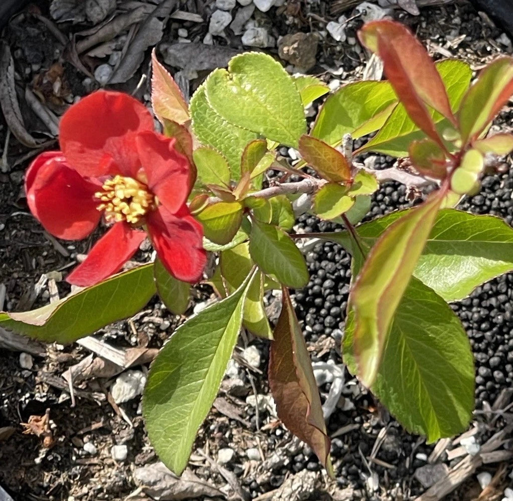 Chaenomeles Texas Scarlet Red Quince 1G Live Plant 6-8" Flowering Bush Bonsai - Chaenomeles × superba 'Texas Scarlet'